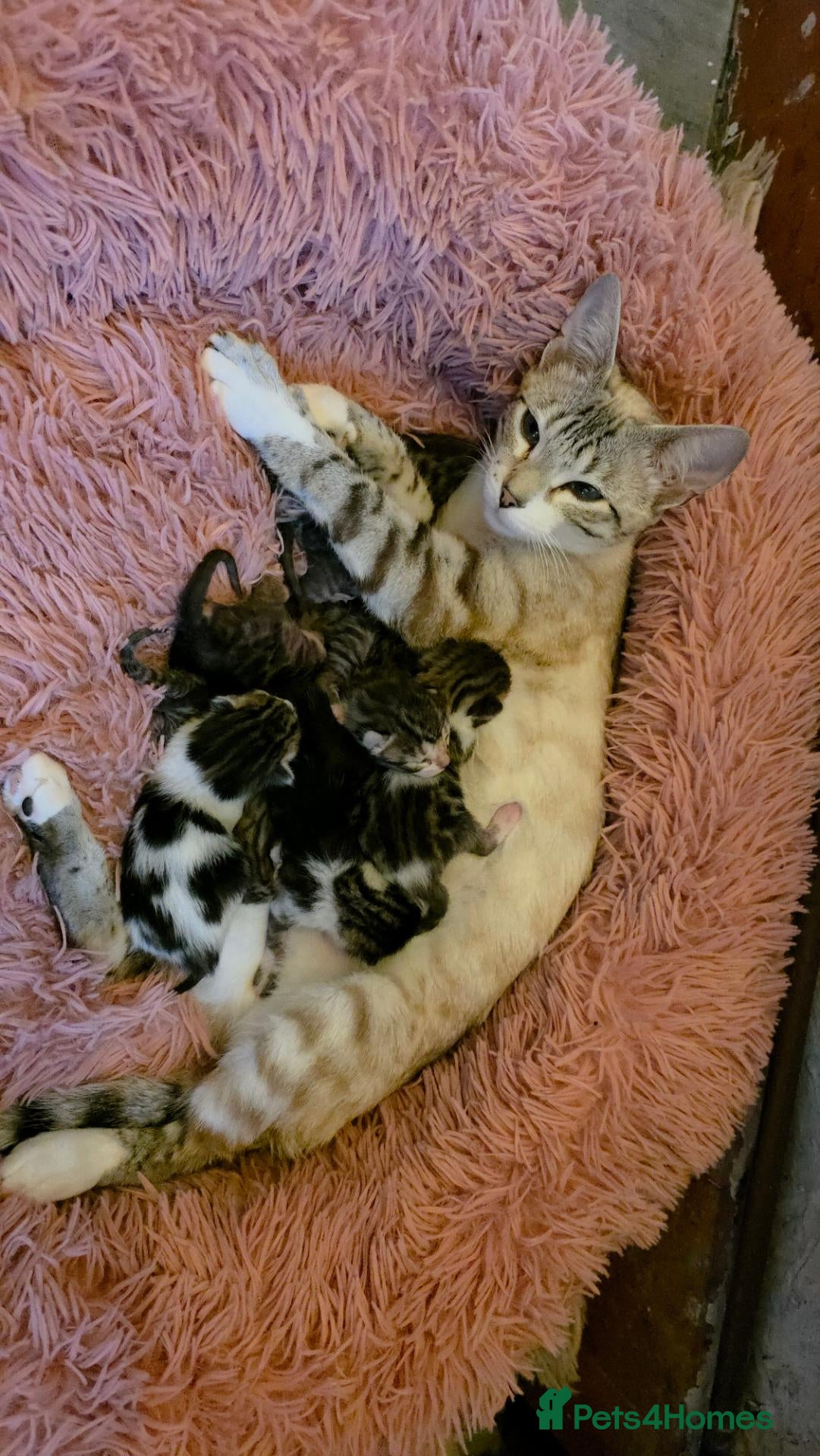Bengal cats Purebred Bengal Kittens Available for Reservation  - Advert 2