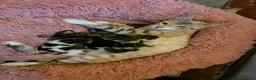 Bengal cats for sale: Purebred Bengal Kittens Available for Reservation  - Advert 1