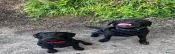 Labrador Retriever dogs for sale: Ralph, he’s American lab and is 3 in November. in Ellesmere Port - Advert 8