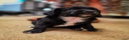 Mixed Breed dogs for sale: Chi-Spaniels (cocker spaniel and chihuahua)  in Kingsbridge - Advert 5