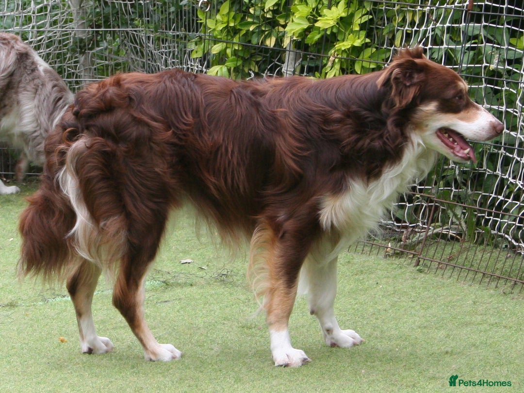 Border Collie dogs for stud: At STUD red tri Border Collie - Image 3
