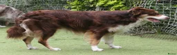 Border Collie dogs for stud: At STUD red tri Border Collie - Advert 3