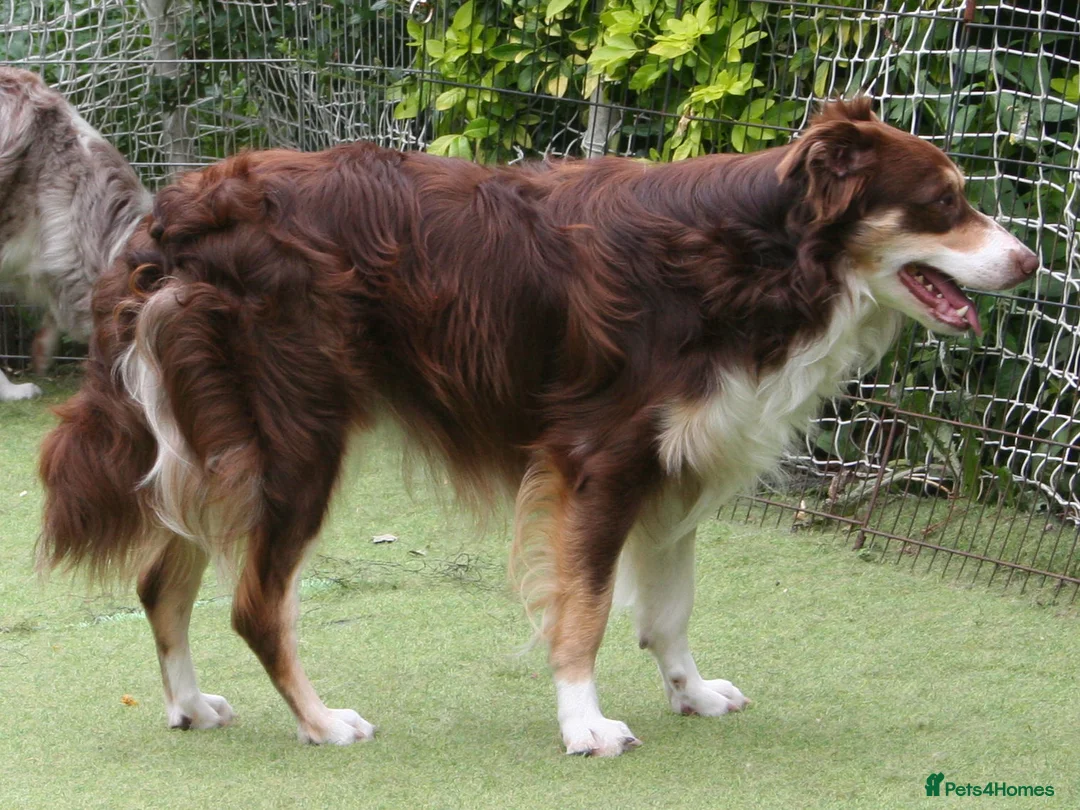 Border Collie dogs for stud: At STUD red tri Border Collie - Advert 3