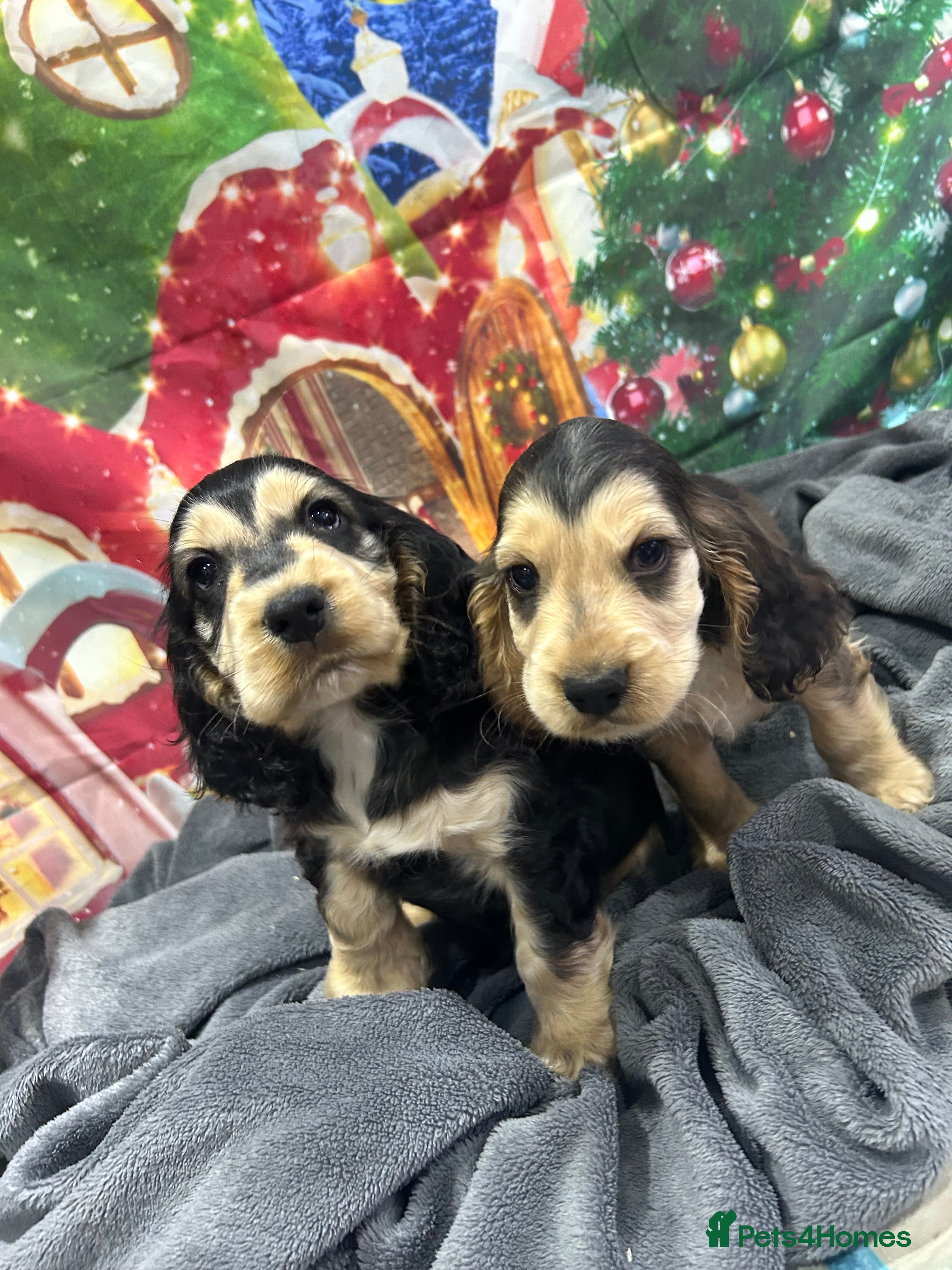 Cocker Spaniel dogs KC registered, health tested, Show cocker spaniels - Advert 14