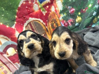 Cocker Spaniel dogs KC registered, health tested, Show cocker spaniels - Advert 5