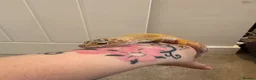 Leopard Gecko reptiles for sale: Leopard gecko  - Advert 2