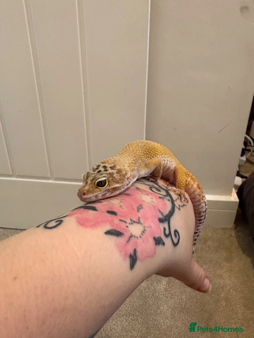Leopard Gecko reptiles for sale: Leopard gecko  - Advert 2