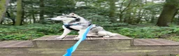 Siberian Husky dogs for stud: For stud only (quality proven stud ) in Wakefield - Advert 20