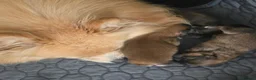 Pomeranian dogs for sale: 3 Beautiful Pomeranian Girls💕 - Advert 17