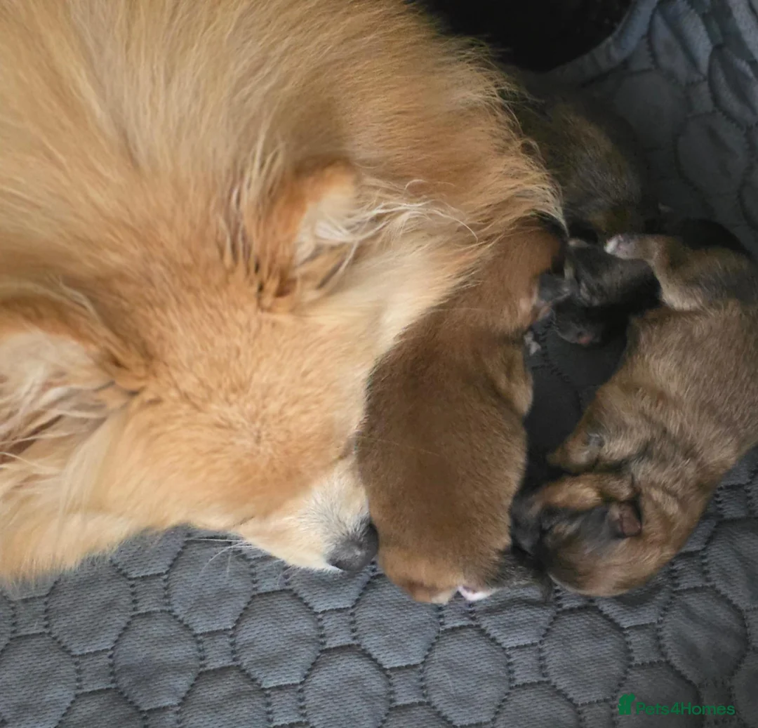 Pomeranian dogs for sale: 3 Beautiful Pomeranian Girls💕 - Advert 17
