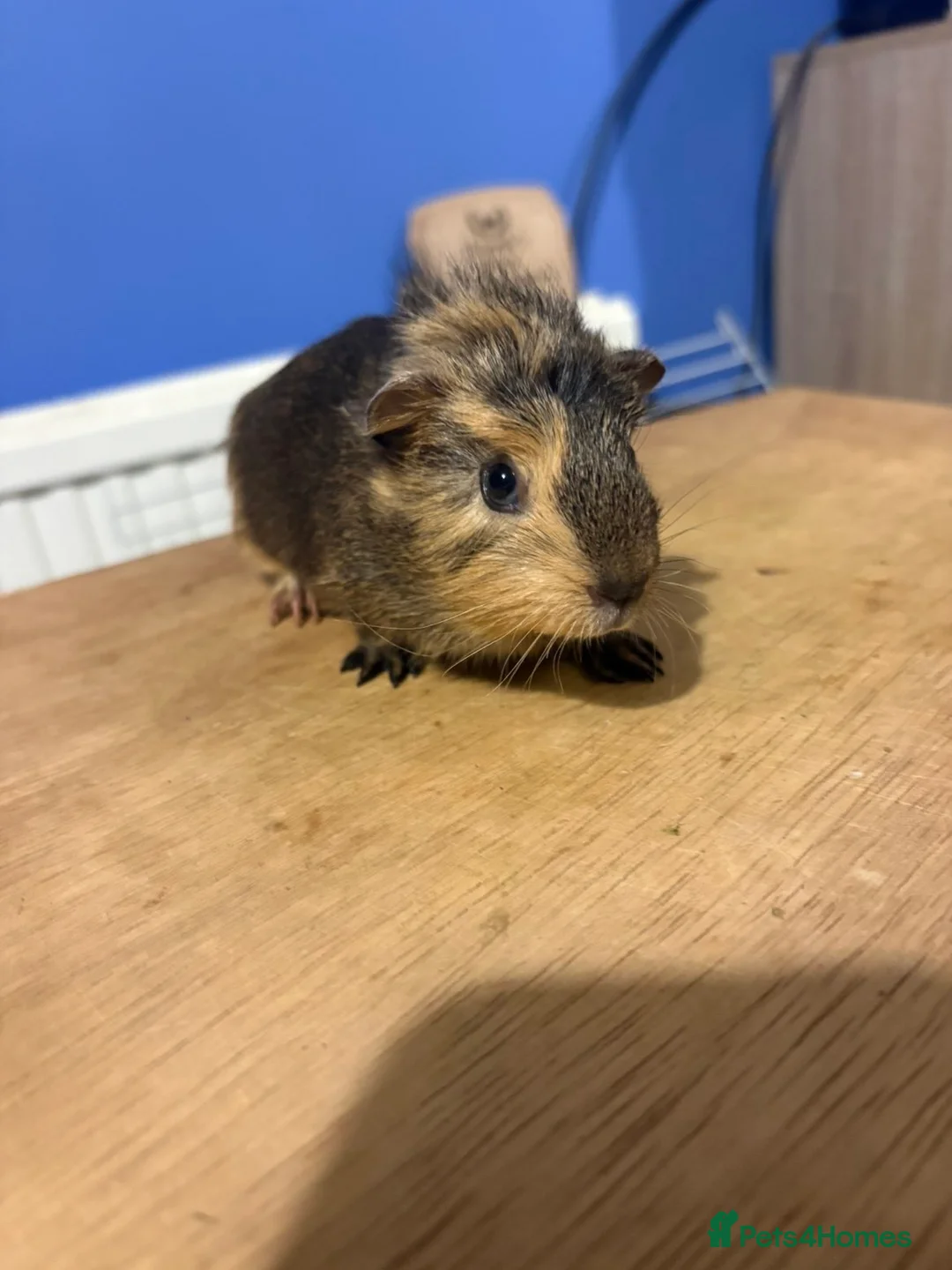 Guinea Pig rodents for sale: Boy baby guinea pigs for sale  - Advert 1