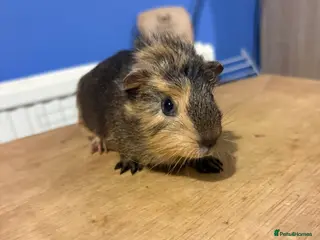 Guinea Pig rodents Boy baby guinea pigs for sale - Advert 1