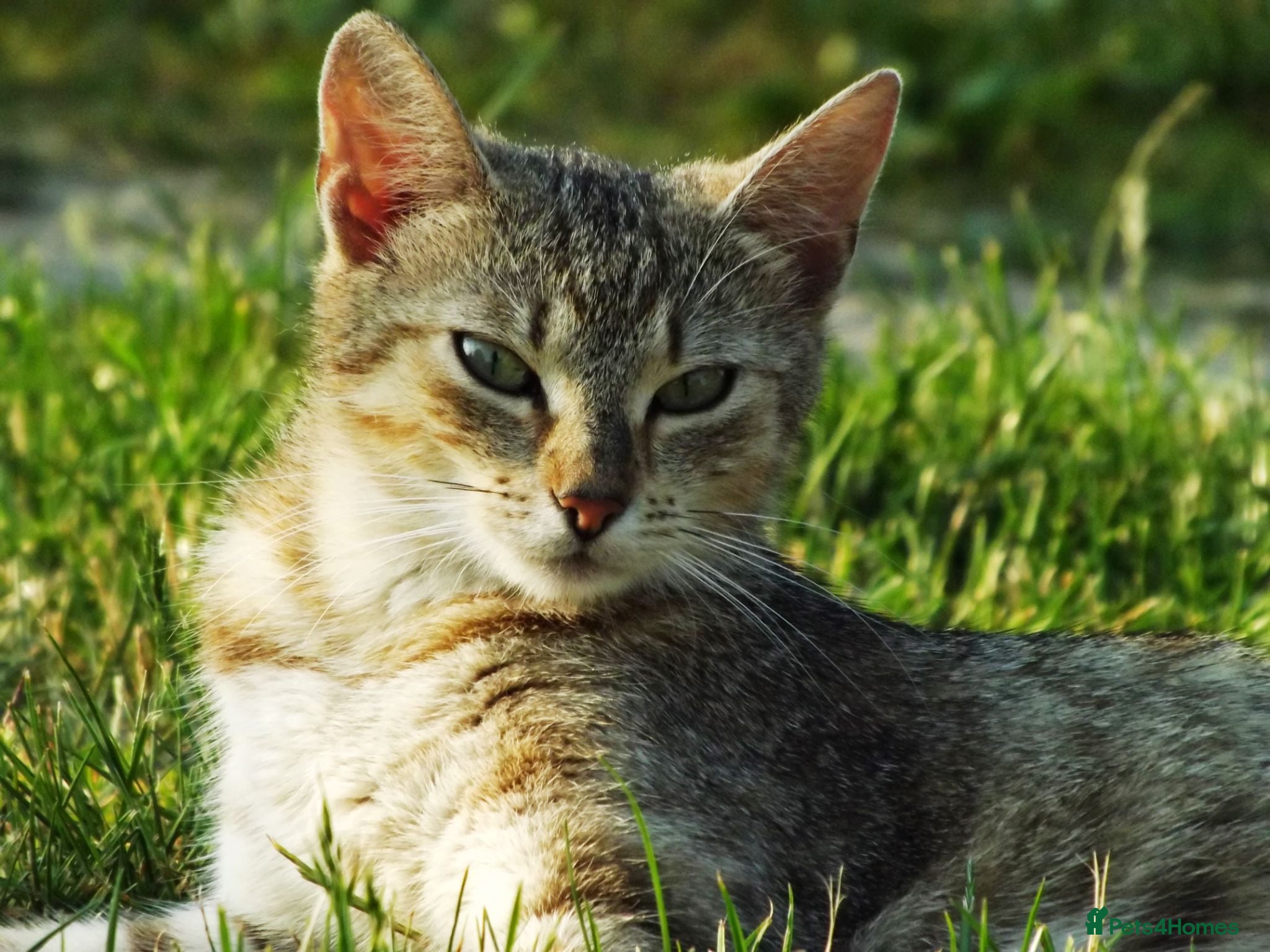 Mixed Breed cats 3  kittens😸  ready to go - Advert 1