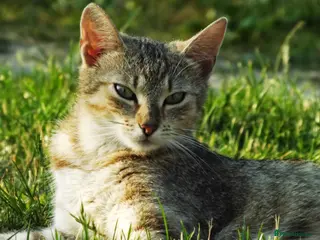 Mixed Breed cats 3 kittens😸 ready to go - Advert 1