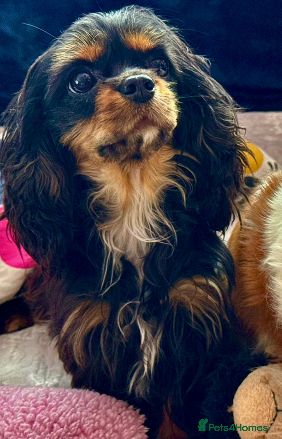 Cavalier King Charles Spaniel dogs for adoption: Button’s Story: From Despair to Love - Image 2