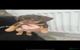 Dachshund dogs for sale: Dachshund puppies ready to leave !  - Image 4