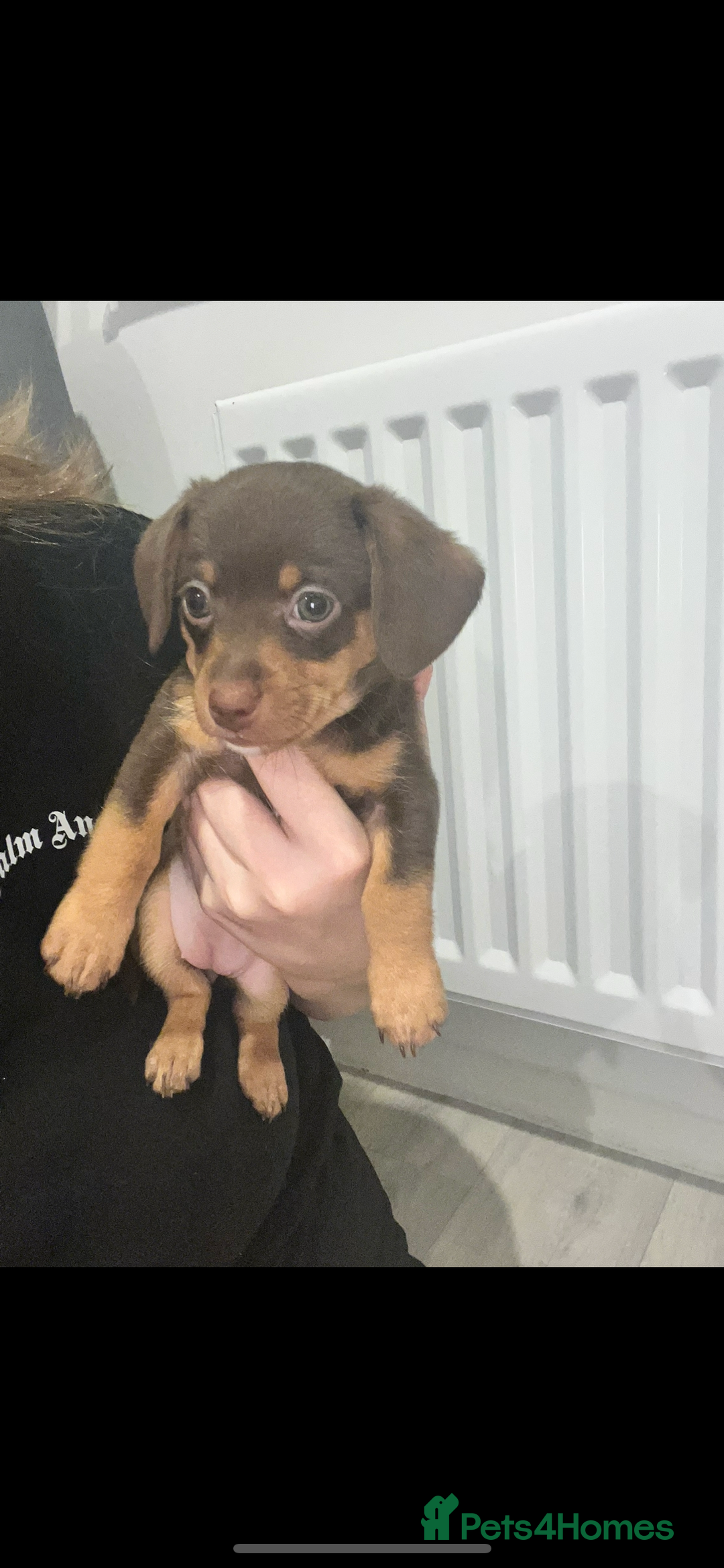 Dachshund dogs for sale: Dachshund puppies ready to leave !  - Image 4