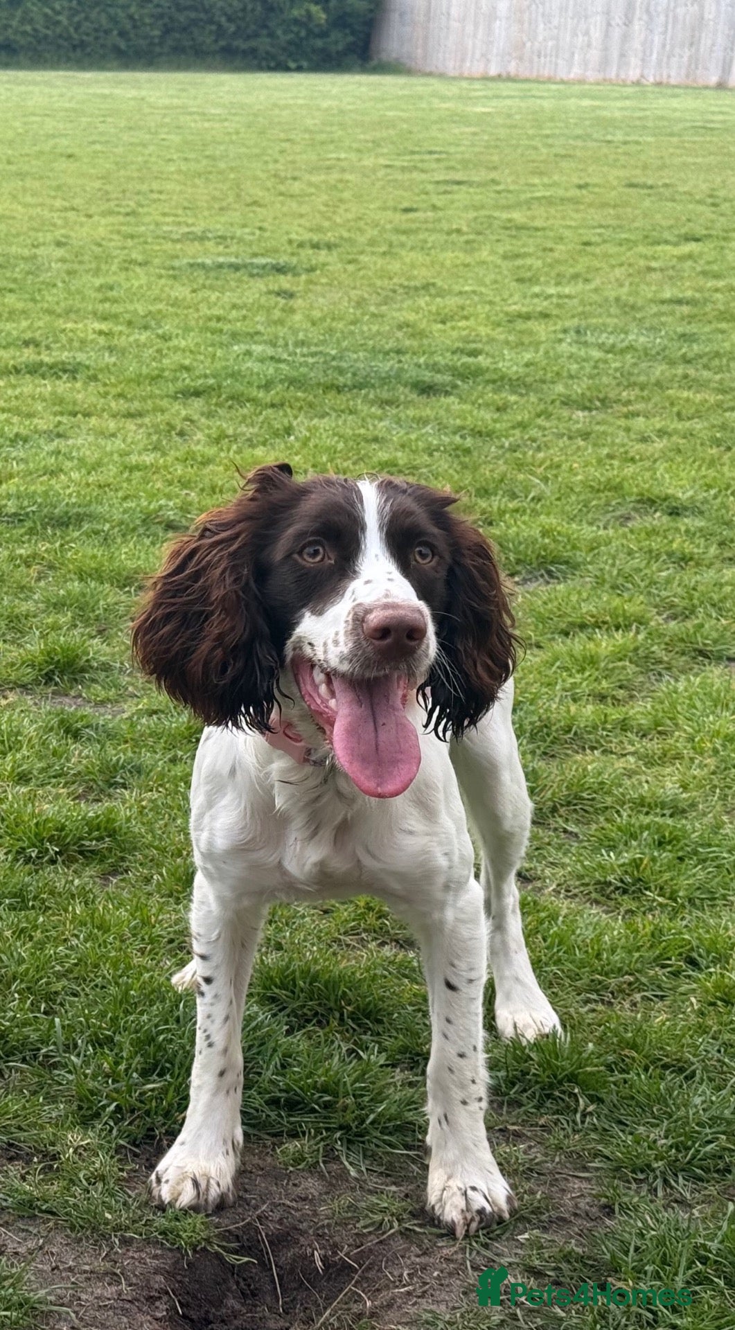 Sprollie dogs 11 month old male sprollie  - Advert 3