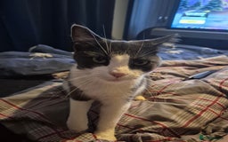 Mixed Breed cats for sale: 6 Beautiful kittens  - Image 14