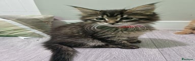 Maine Coon Kitten 2