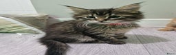 Maine Coon cats for sale: 2 Maine Coon Kittens  - Advert 17