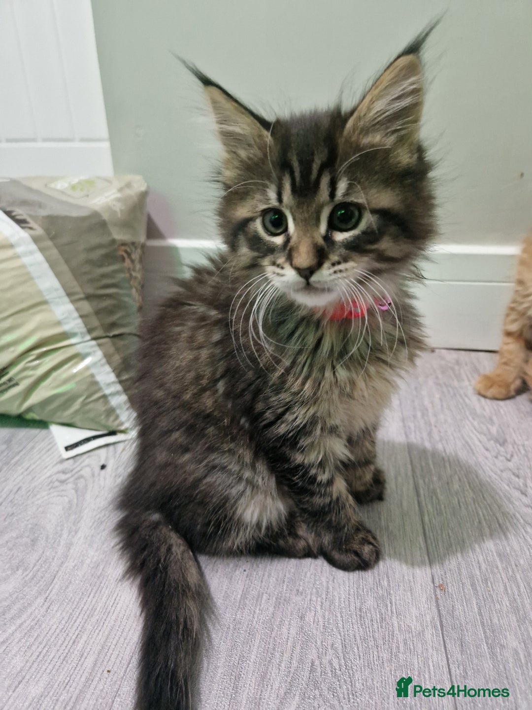 Maine Coon cats for sale: 2 Maine Coon Kittens  - Advert 17