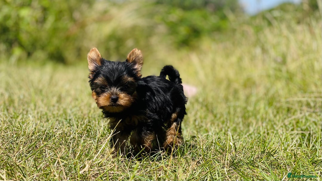 Yorkshire Terrier dogs for sale: QUALITY TRUE TEACUP YORKIES - Image 10