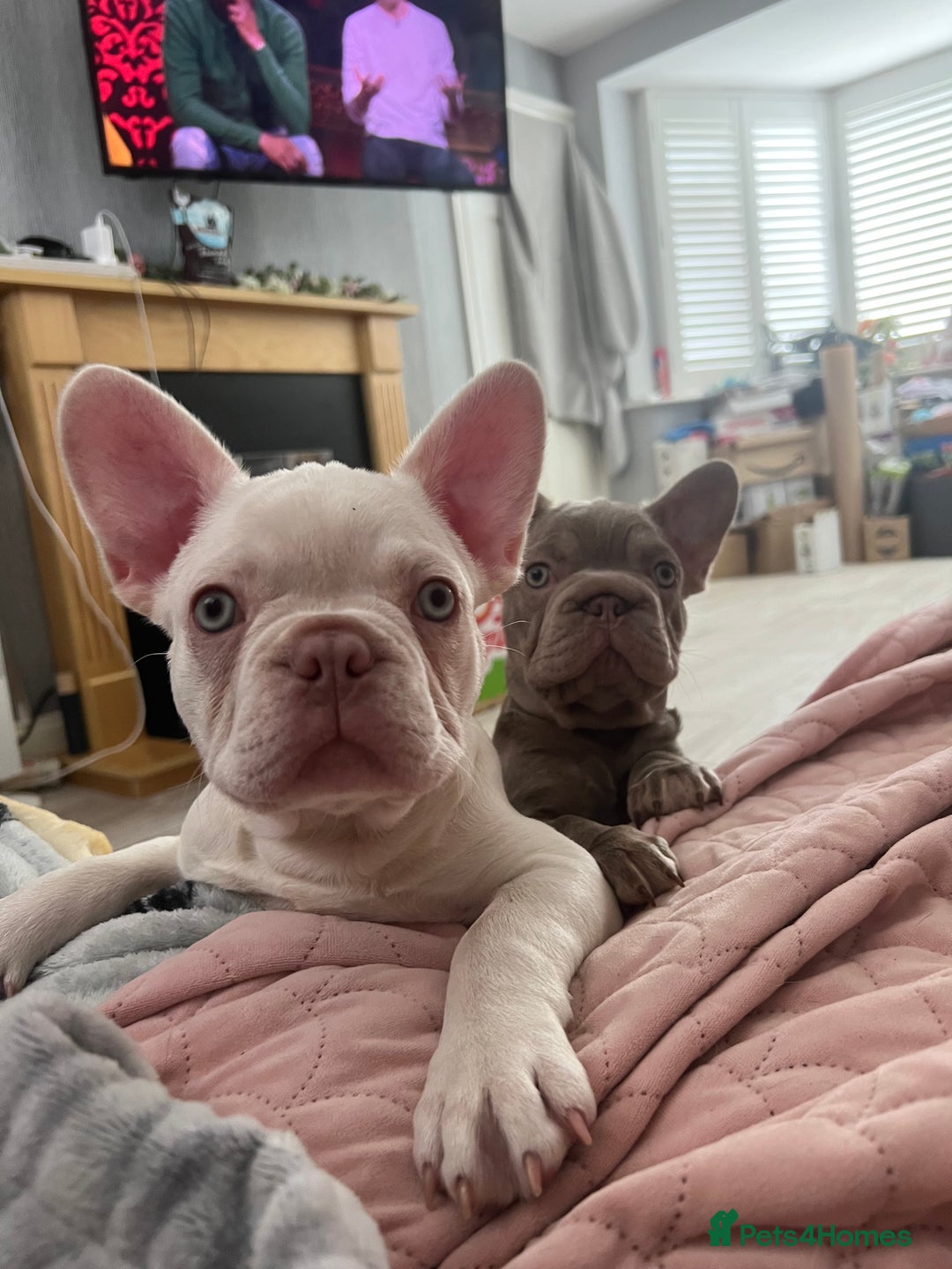 French Bulldog dogs for sale: 2 French bulldog pups.  1 boy & 1 girl.  - Image 21