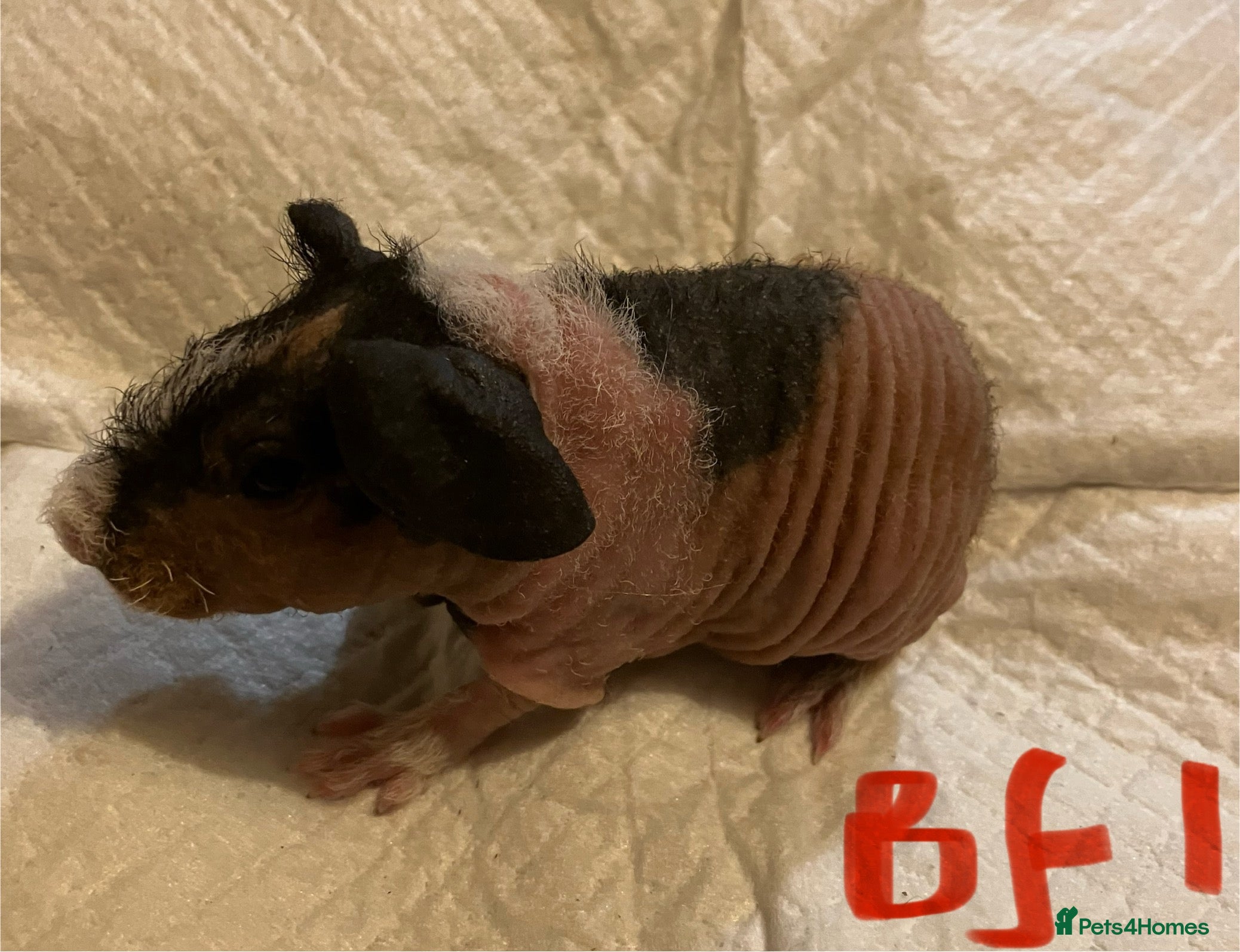 Guinea Pig rodents Well handled skinny pigs.  - Advert 1