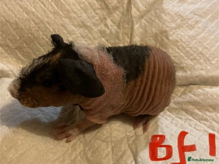 Guinea Pig rodents Well handled skinny pigs. - Advert 1