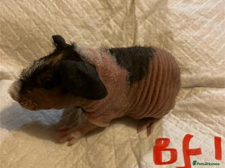 Guinea Pig rodents Well handled skinny pigs. - Advert 3
