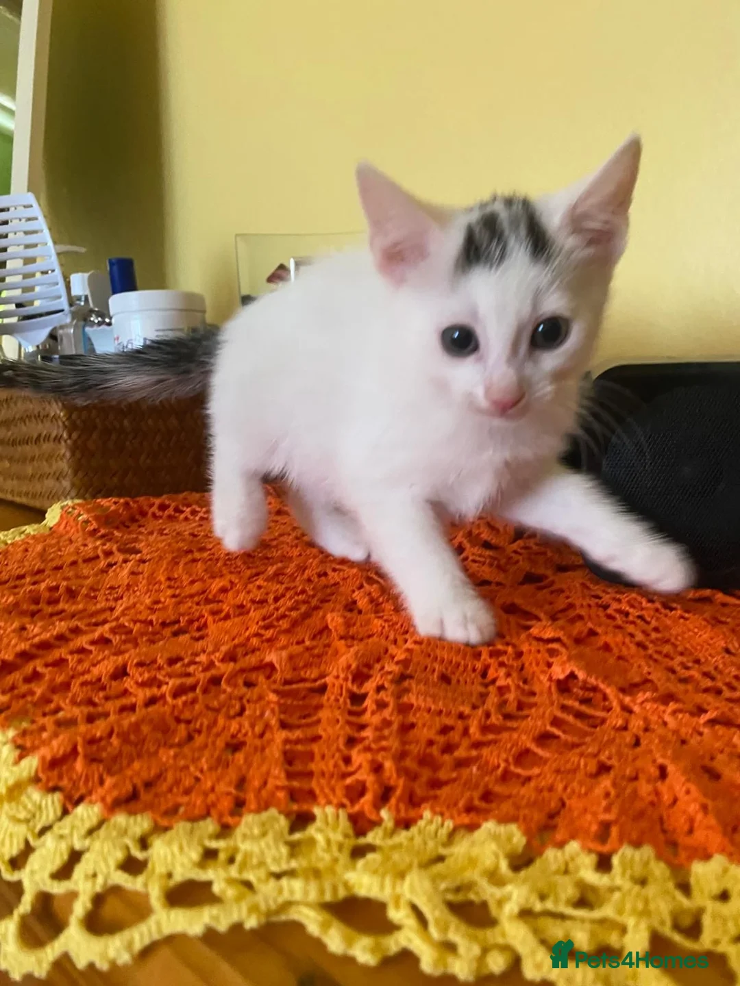 Mixed Breed cats for sale: Lovely kitten looking for her forever home - Advert 2