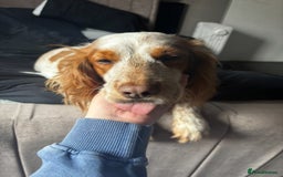 Cocker Spaniel dogs for sale: CockerSpaniel Puppies - Image 3