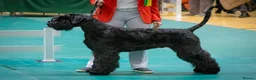 Giant Schnauzer dogs for stud: Stud dog - Giant Shnauzer  - Advert 3