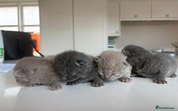 British Shorthair cats for sale: Beautiful BSH kittens- 1 boy remaining! REDUCED 🐾 - Image 14