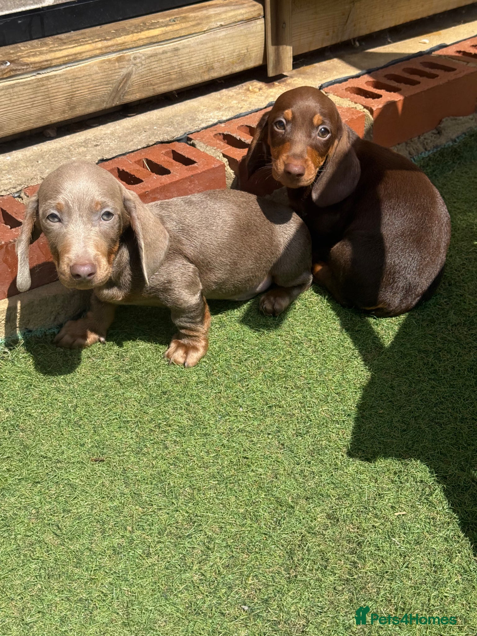 Miniature Dachshund dogs 3 Miniature dachshund puppies 🐶  - Advert 1