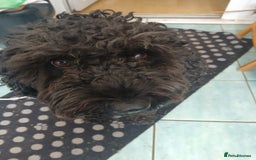 Spanish Water Dog dogs for adoption: Fantastic Fozzie Looking For His New Beginning  - Image 4