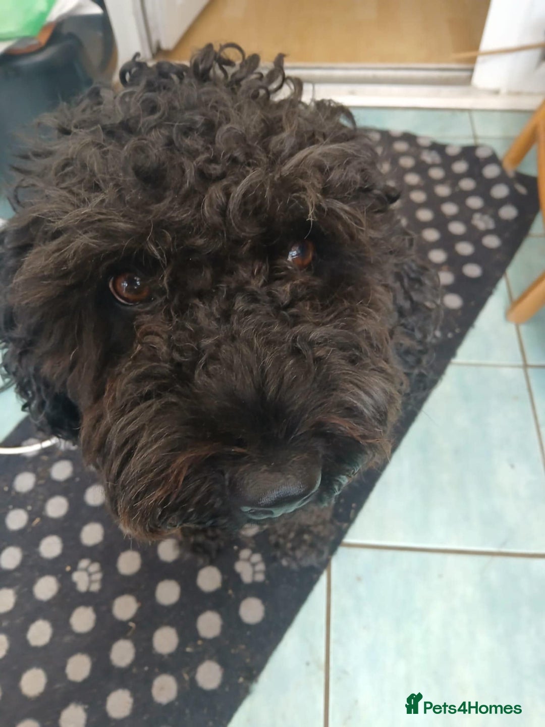 Spanish Water Dog dogs for adoption: Fantastic Fozzie Looking For His New Beginning  - Image 4