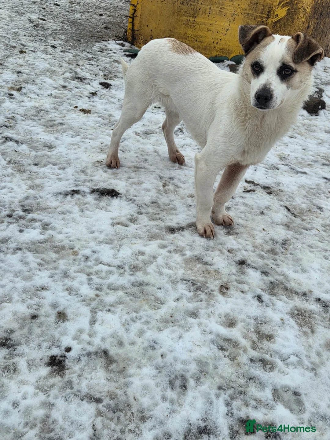 Mixed Breed dogs for adoption: 🌟THOR – The Bright, Brave Young Explorer 🤍🐾 🌟 - Advert 2