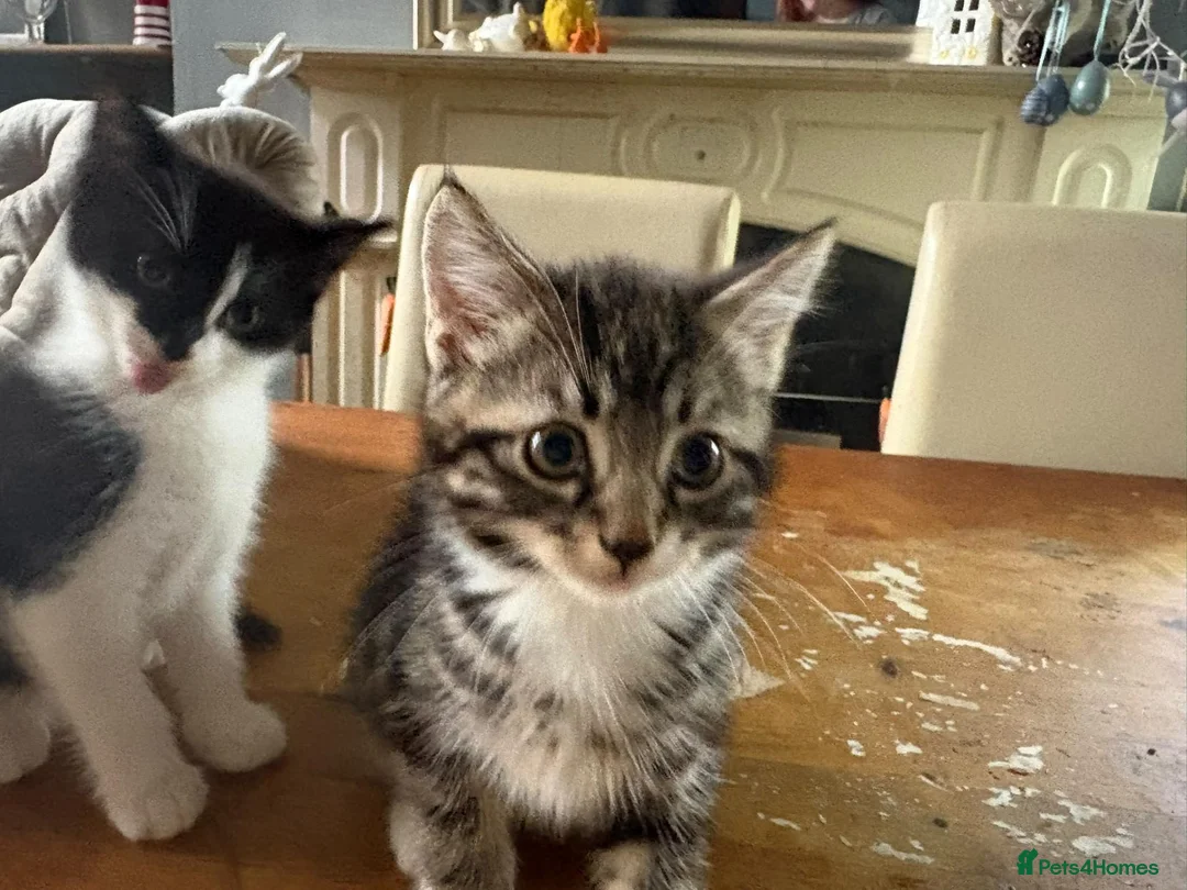 Mixed Breed cats for sale: Kittend - Advert 6