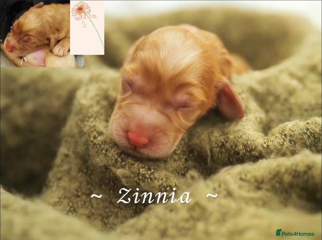 Australian Labradoodle dogs for sale: 5 Australian Labradoodle girls - Advert 6