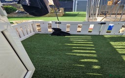 Staffordshire Bull Terrier dogs for sale: Black Female Staffordshire Bull Terrier - Image 12