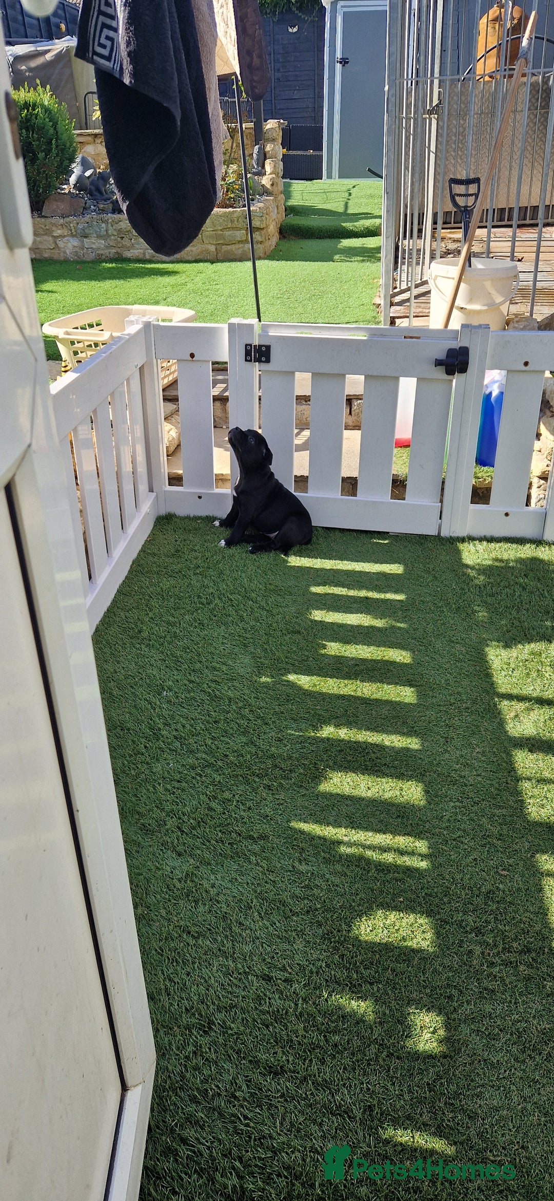 Staffordshire Bull Terrier dogs for sale: Black Female Staffordshire Bull Terrier - Image 12