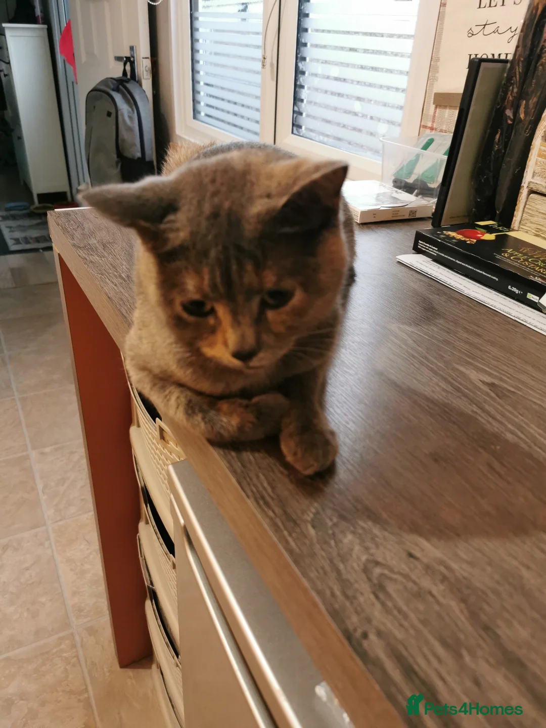 Mixed Breed cats for sale: RAGDOLL/BSHG KITTENS - Advert 8