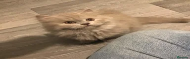 British Longhair 1