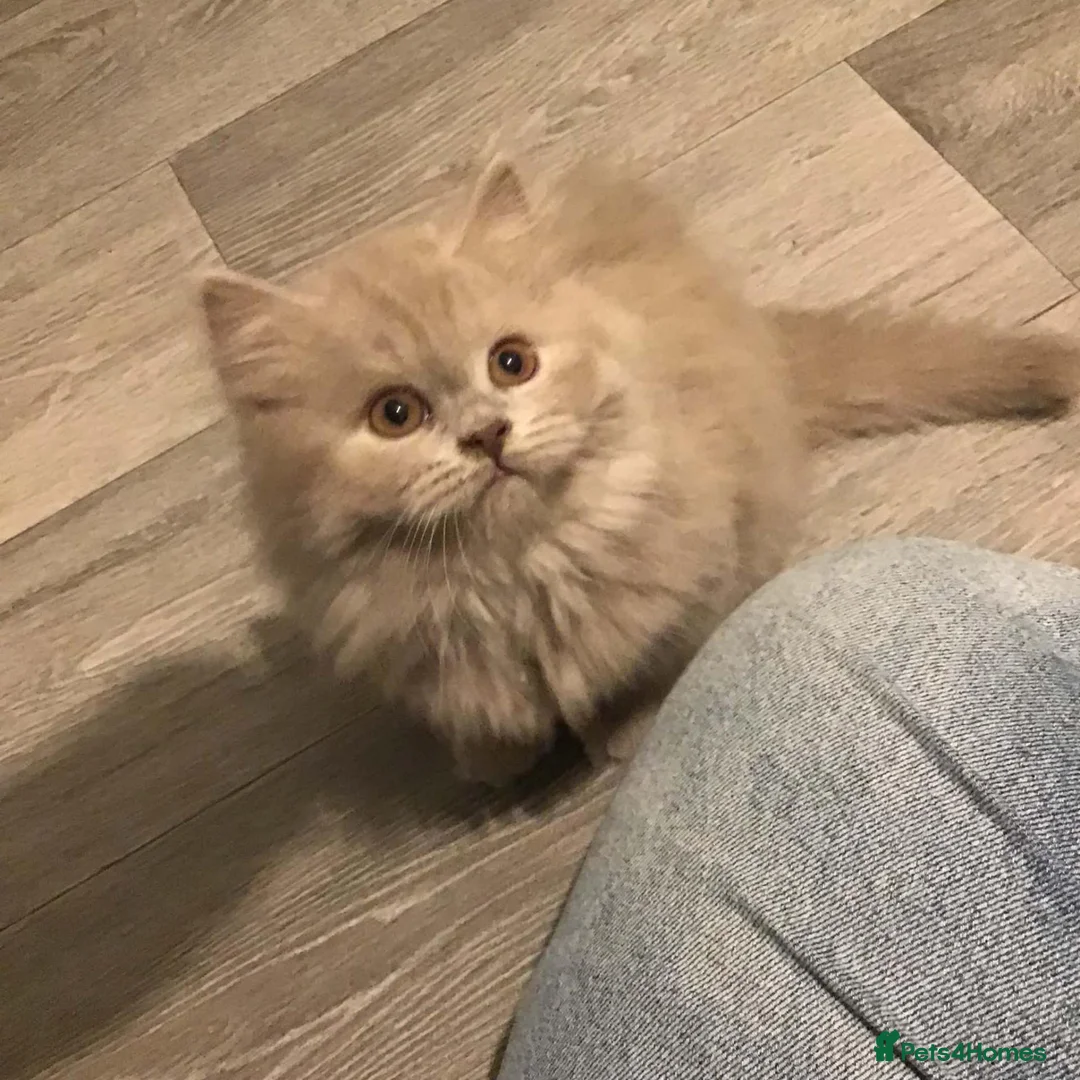 British Longhair cats for sale: Two boy british long haired kittens - Advert 2
