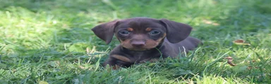 Miniature Dachshund 3