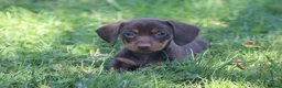 Miniature Dachshund dogs for sale: Miniature dachshunds puppies - Advert 2