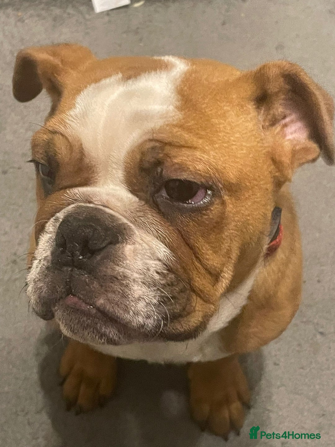 English Bulldog dogs for sale: X2 males bullies  - Advert 4