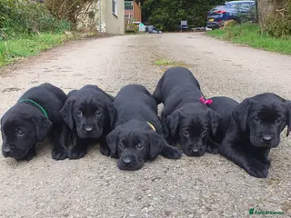 Labrador Retriever dogs 5 beautiful KC Labrador pups - Advert 4